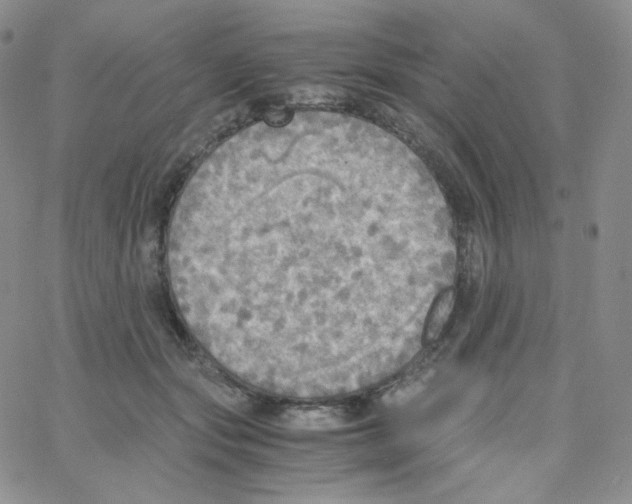X0000065240557200603131106