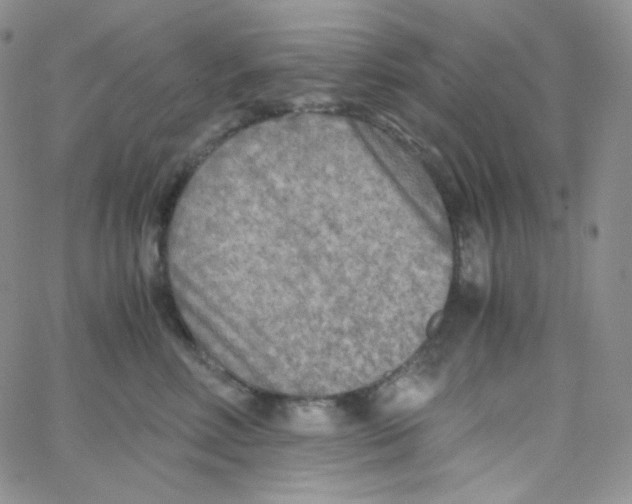 X0000065240618200603131104