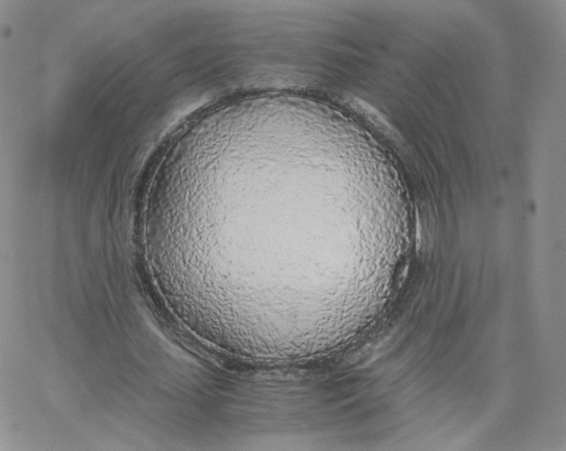 X0000065240627200603131104