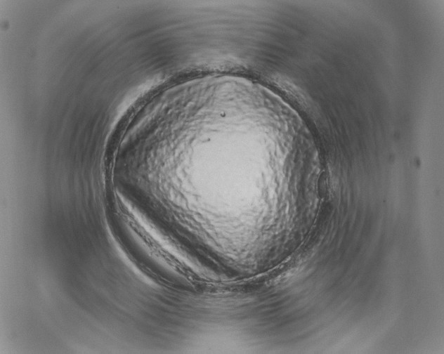 X0000065240630200603131104
