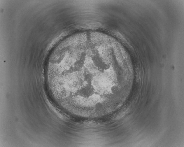 X0000065240634200603131104