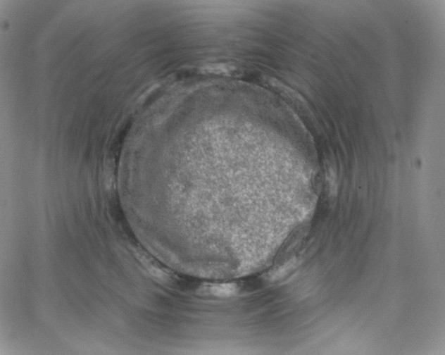 X0000065240665200603131104