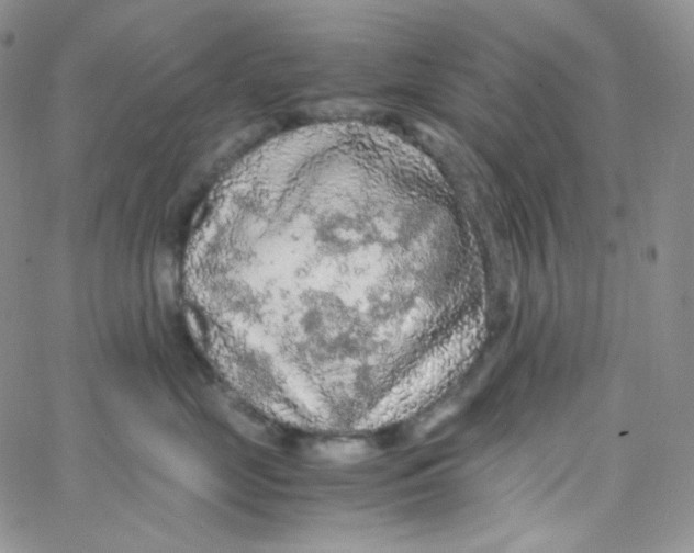X0000065240669200603131104