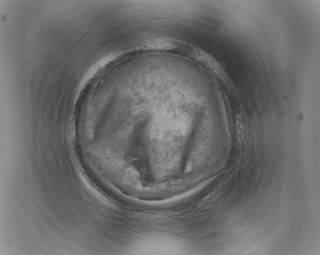 X0000065240726200603131102