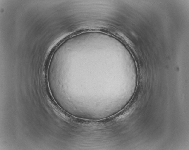 X0000065240779200603131102