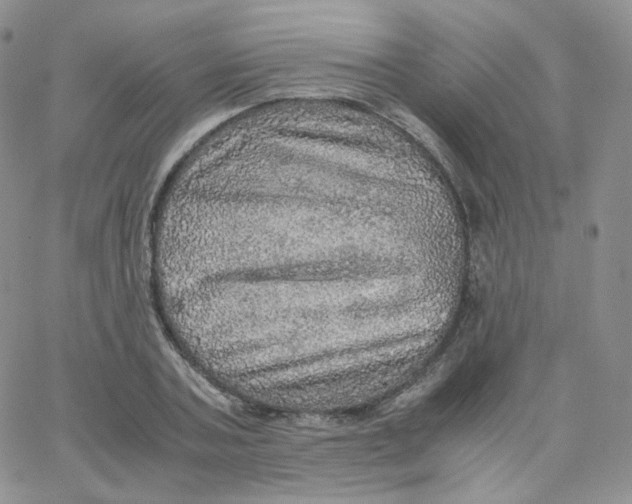 X0000065240787200603131102