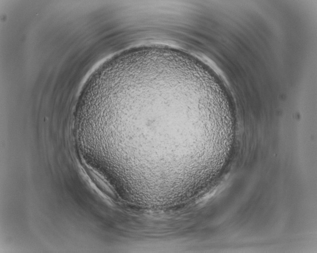 X0000065240799200603131101