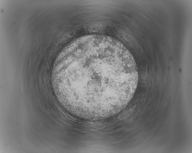 X0000065240817200603131100