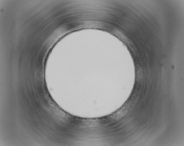 X0000065240836200603131101