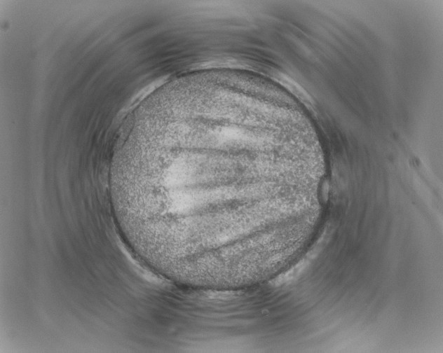 X0000065240849200603131101
