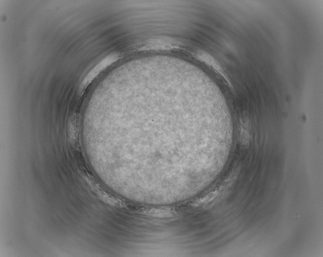 X0000065240874200603131100