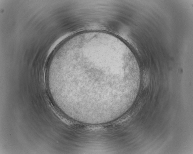X0000065240886200603131100