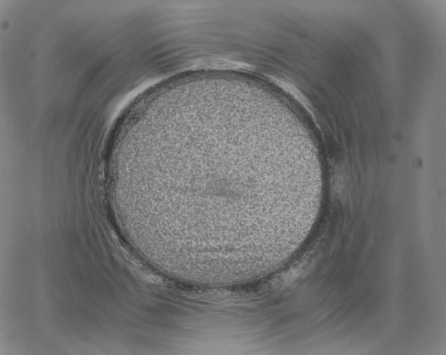 X0000065240971200603131059