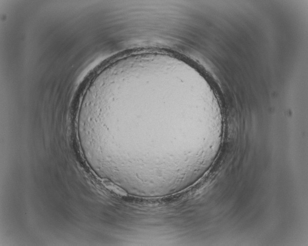 X0000065240975200603131059