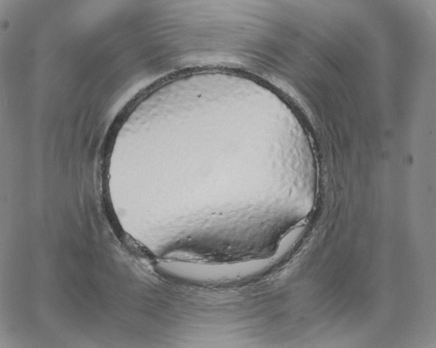 X0000065240983200603131058