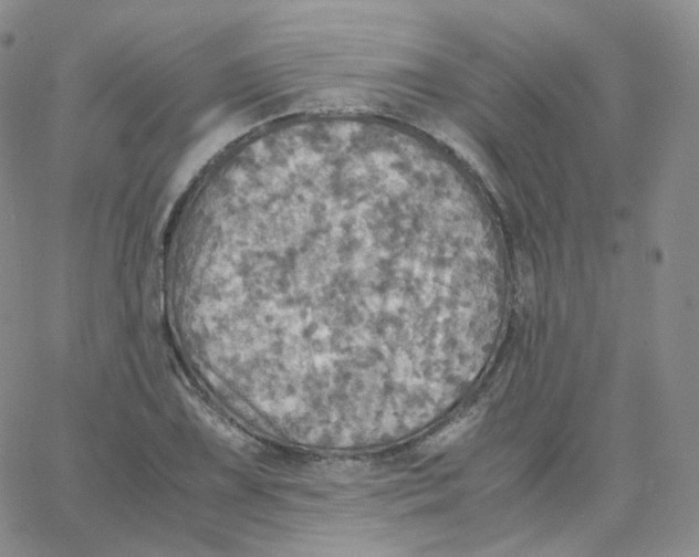 X0000065241075200603131057