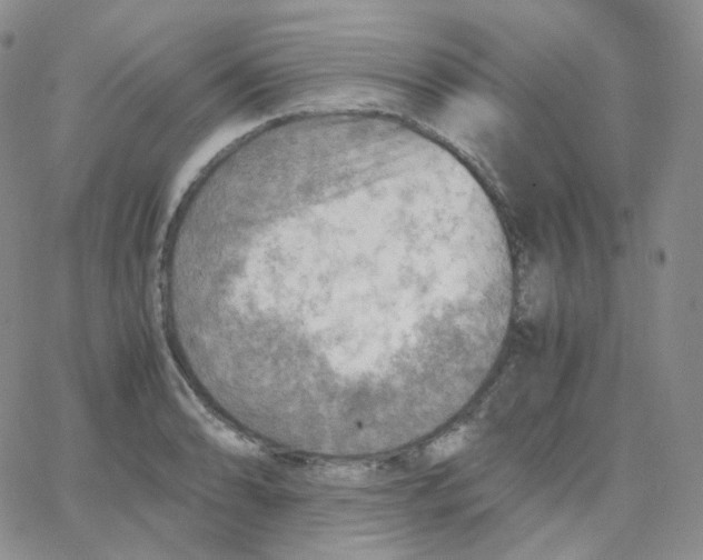 X0000065241086200603131057