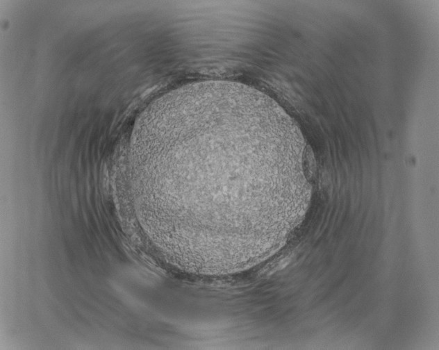 X0000065241106200603131056
