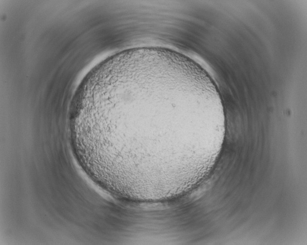 X0000065241142200603131056