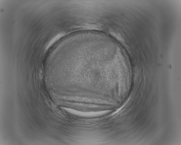 X0000065241163200603131055