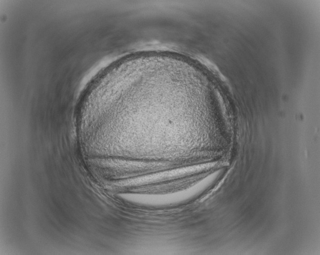 X0000065241167200603131055