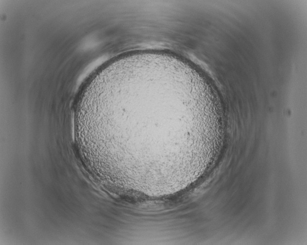 X0000065241171200603131055