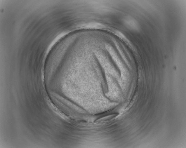 X0000065241232200603131055