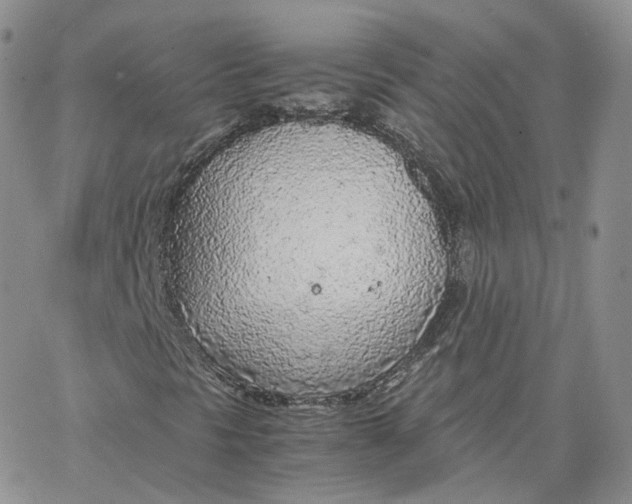 X0000065241297200603131053