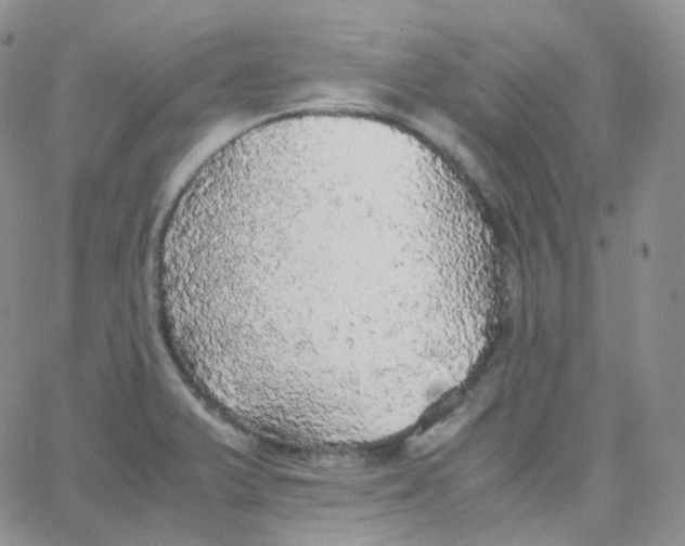 X0000065241375200603131052