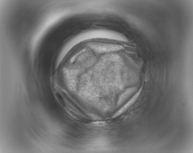 X0000065240052200603172149