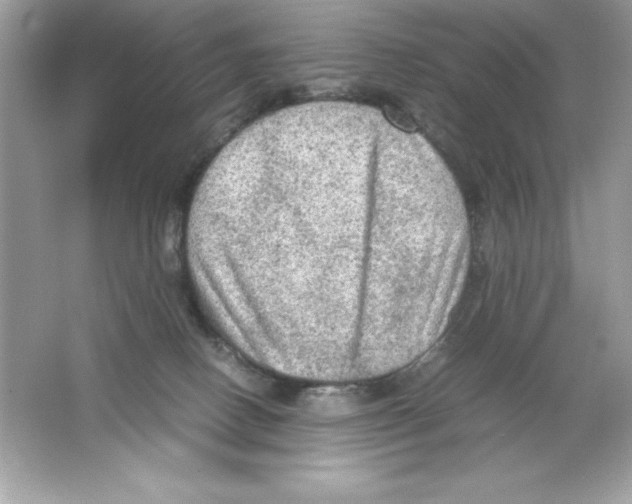 X0000065240082200603172149