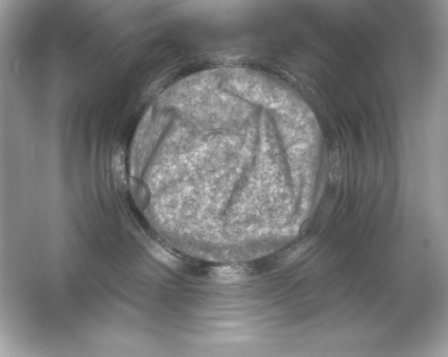 X0000065240238200603172146