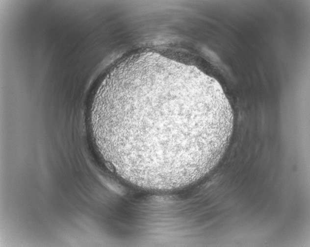 X0000065240250200603172145