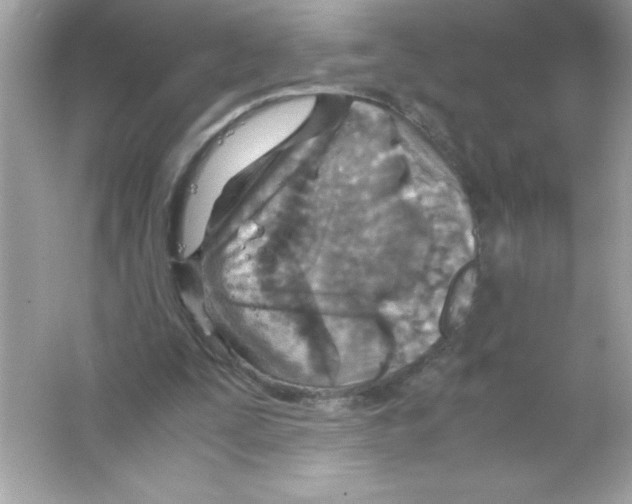 X0000065240295200603172145