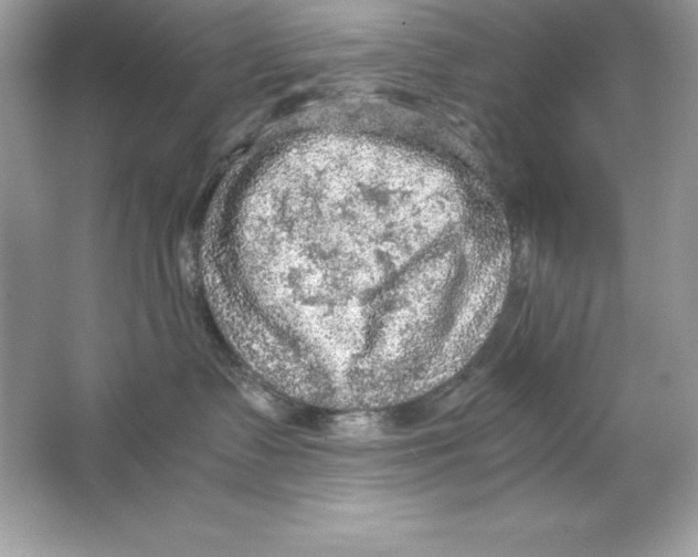 X0000065240335200603172145