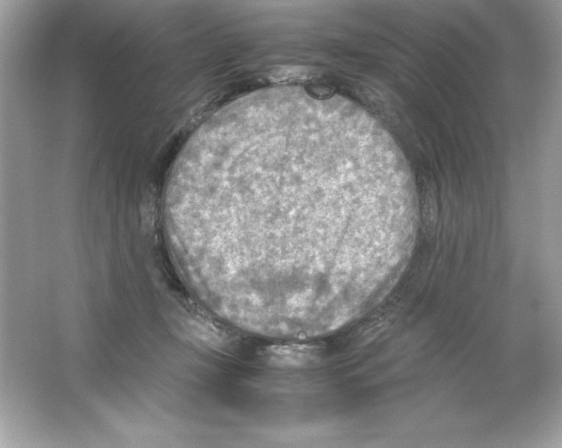 X0000065240367200603172144