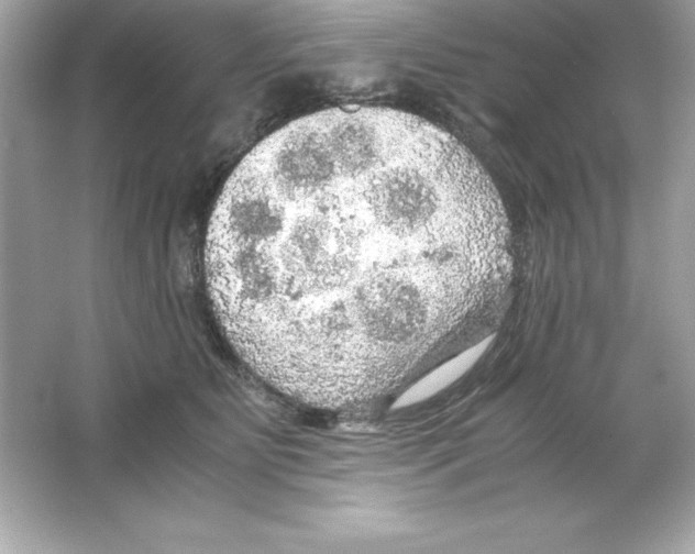 X0000065240515200603172141