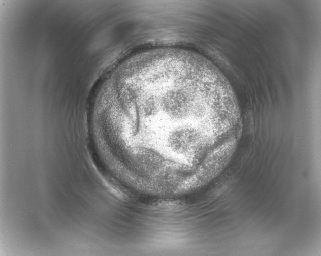 X0000065240638200603172139