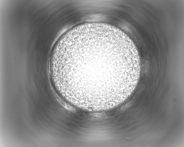 X0000065241130200603172131