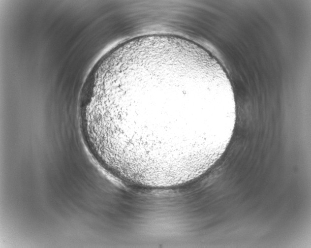 X0000065241142200603172131