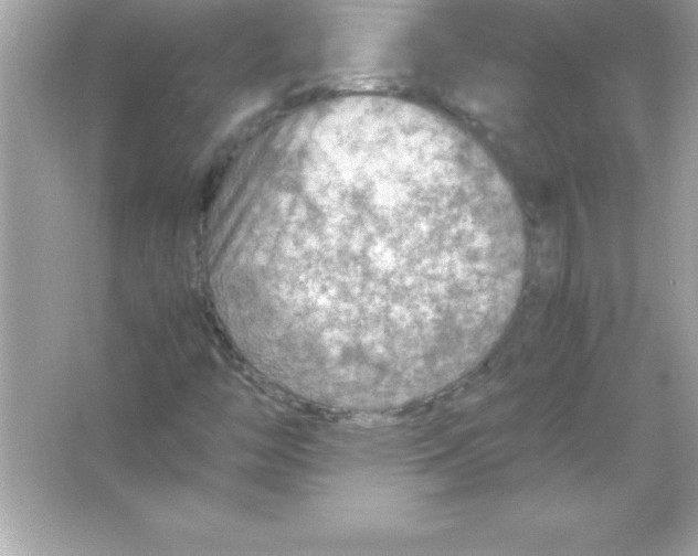 X0000065241446200603172126