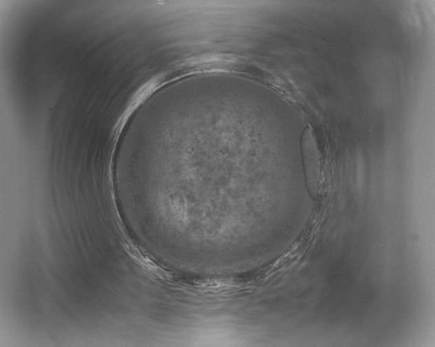 X0000065250099200602171438
