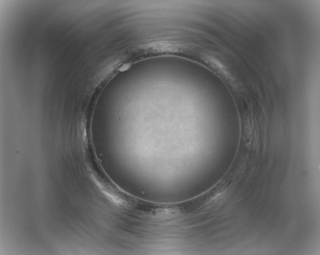 X0000065250398200602171433