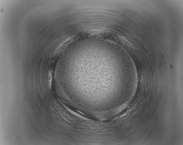 X0000065250868200602211222