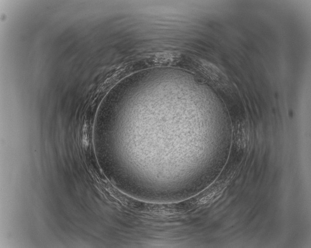 X0000065250962200602211220