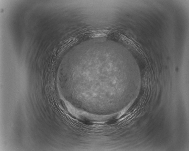 X0000065251441200602211213