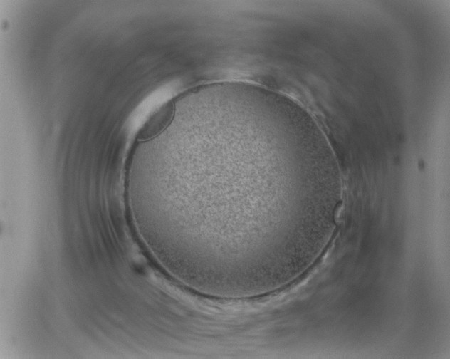 X0000065250006200602242101