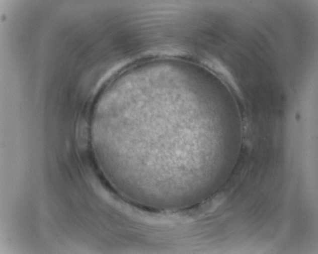 X0000065250012200602242101