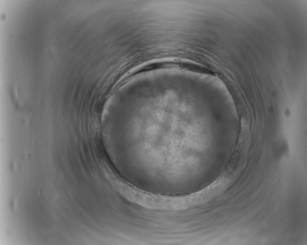 X0000065250048200602242100