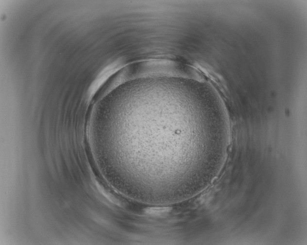 X0000065250051200602242100